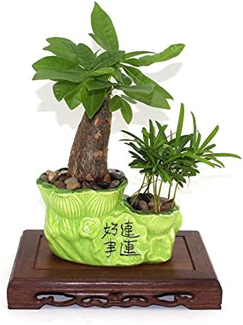 GOLDYWENDY Solid Wood Carved Display Stand Pedestal Vase Fish Tank Base