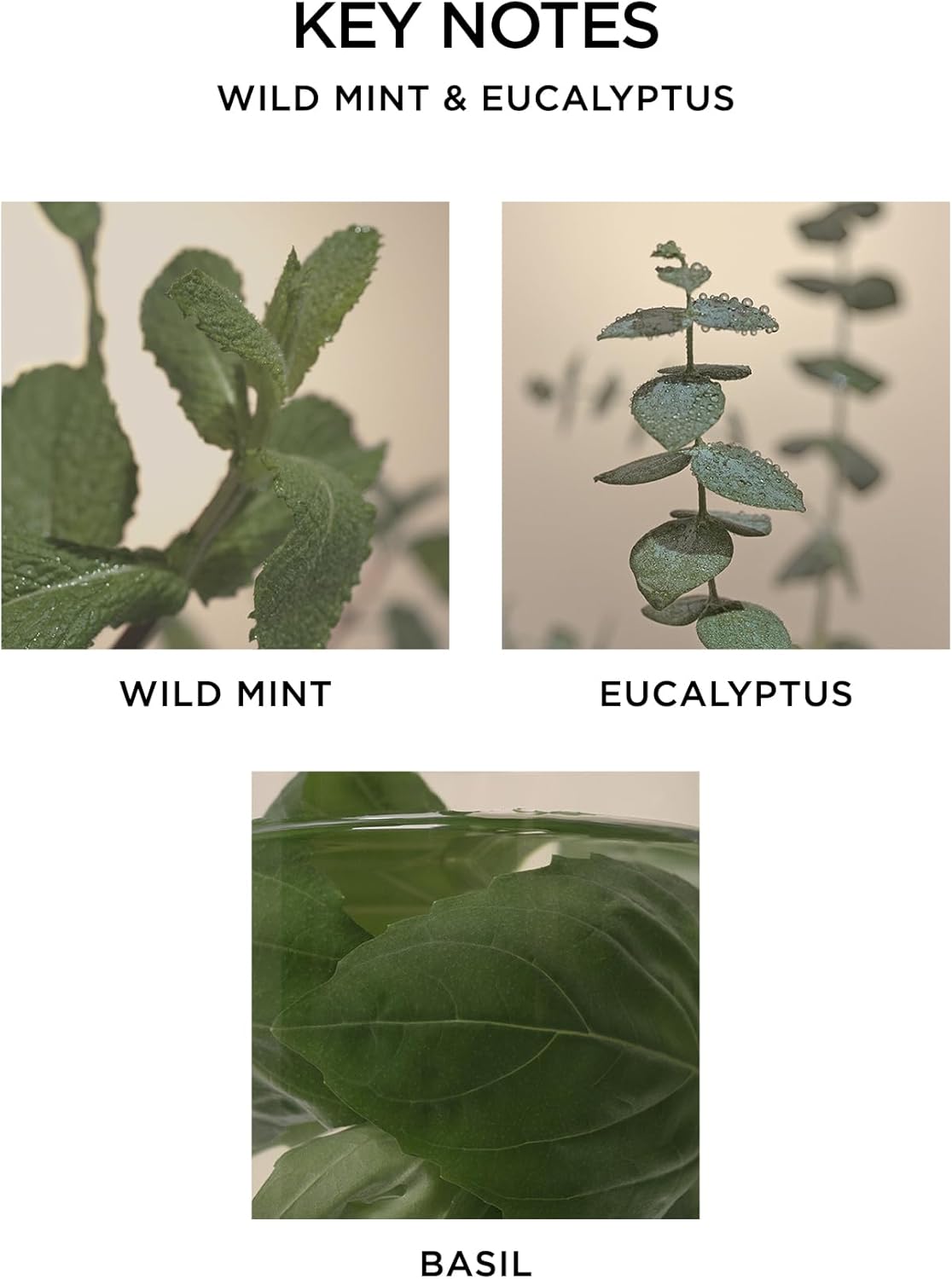 NEST New York Reed Diffuser - Wild Mint Eucalyptus